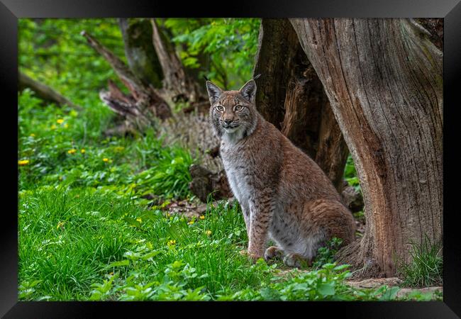 Eurasian Lynx under Tree Trunk Framed Print by Arterra 