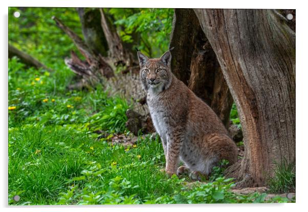 Eurasian Lynx under Tree Trunk Acrylic by Arterra 