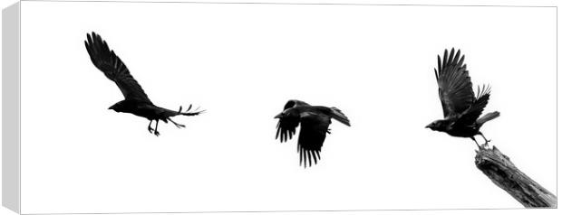 Crow Flying Away Canvas Print by Arterra 