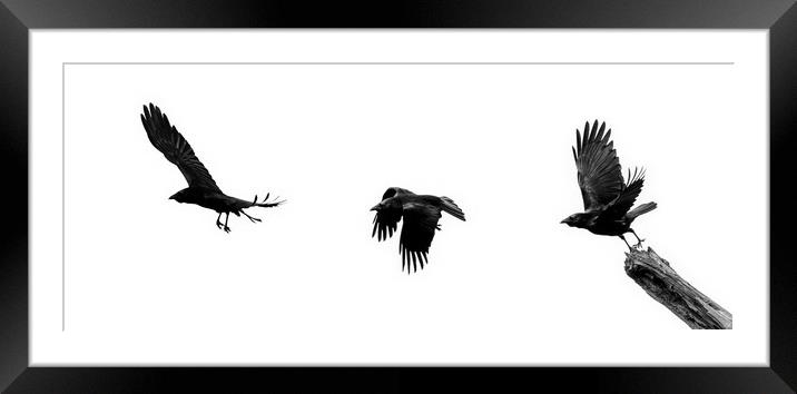 Crow Flying Away Framed Mounted Print by Arterra 