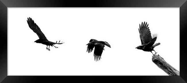 Crow Flying Away Framed Print by Arterra 