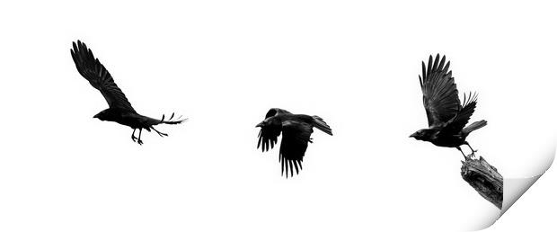Crow Flying Away Print by Arterra 