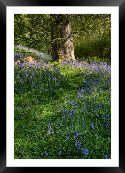 Bransdale Dappled Light Path Framed Mounted Print by Richard Burdon