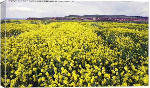 Field of Yellow Canvas Print by Paul J. Collins