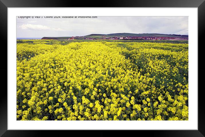 Field of Yellow Framed Mounted Print by Paul J. Collins