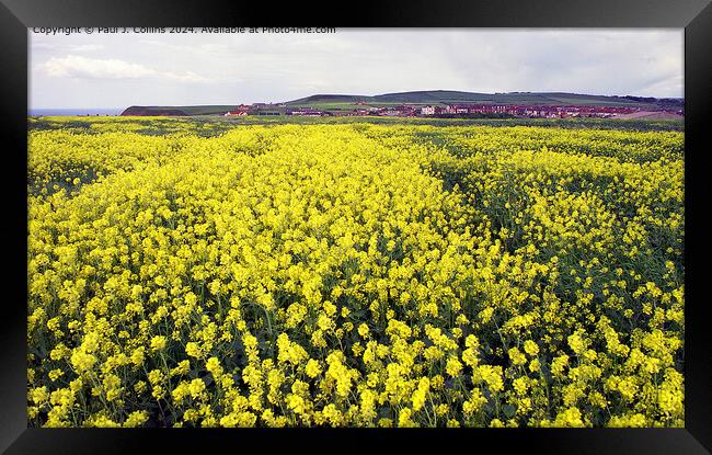 Field of Yellow Framed Print by Paul J. Collins