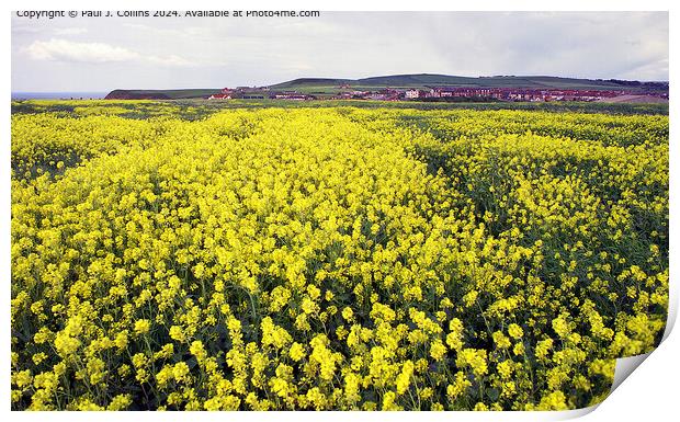 Field of Yellow Print by Paul J. Collins