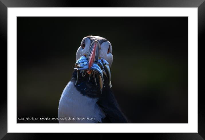 Puffin with catch Framed Mounted Print by Ian Douglas
