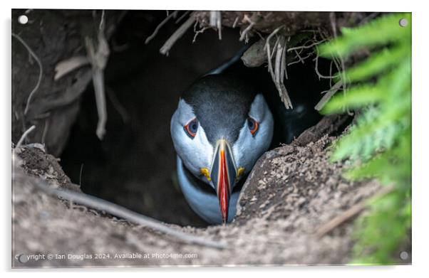 Skomer Puffins Staring Acrylic by Ian Douglas