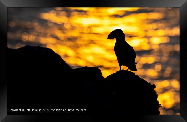 Sunset Puffin Silhouette Framed Print by Ian Douglas