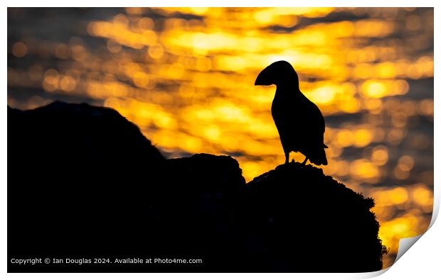 Sunset Puffin Silhouette Print by Ian Douglas