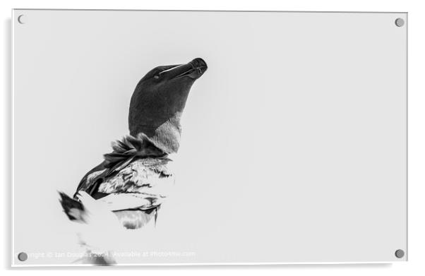 Skomer Razorbill Portrait Acrylic by Ian Douglas