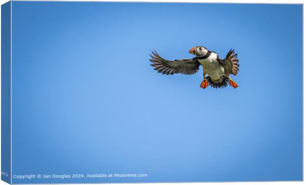 An Atlantic puffin coming in to land Canvas Print by Ian Douglas