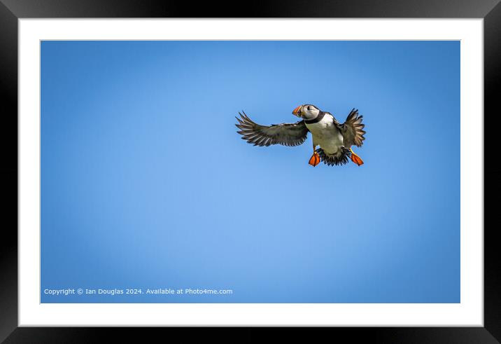 An Atlantic puffin coming in to land Framed Mounted Print by Ian Douglas