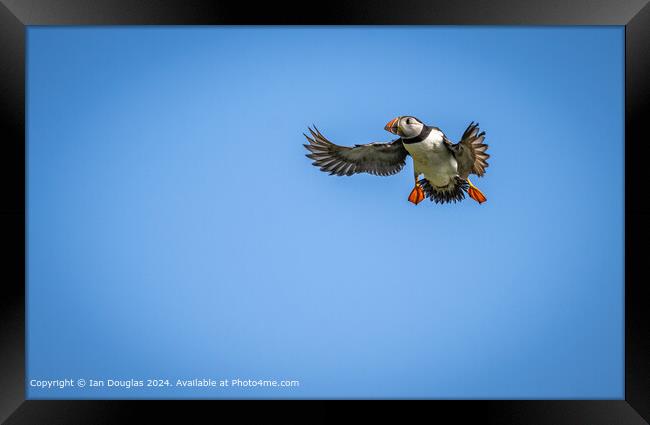 An Atlantic puffin coming in to land Framed Print by Ian Douglas