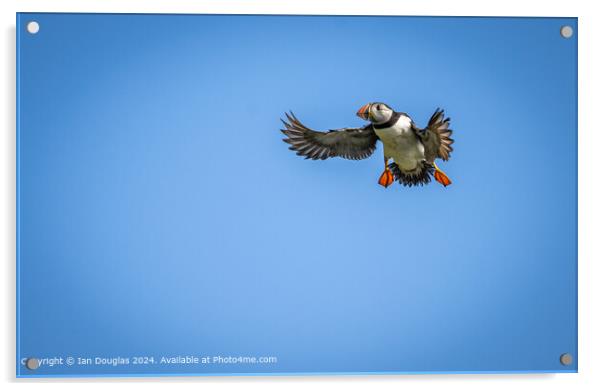 An Atlantic puffin coming in to land Acrylic by Ian Douglas