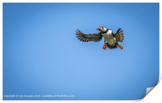 An Atlantic puffin coming in to land Print by Ian Douglas