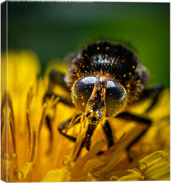 Bumble bee Canvas Print by Steven Kirsop