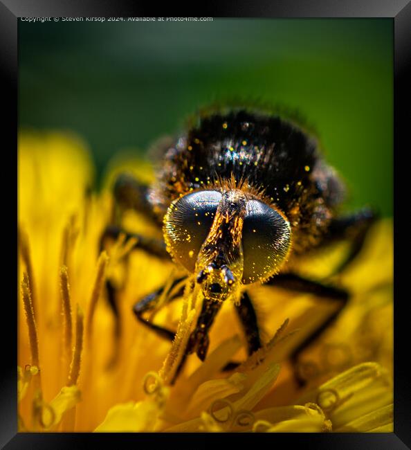Bumble bee Framed Print by Steven Kirsop