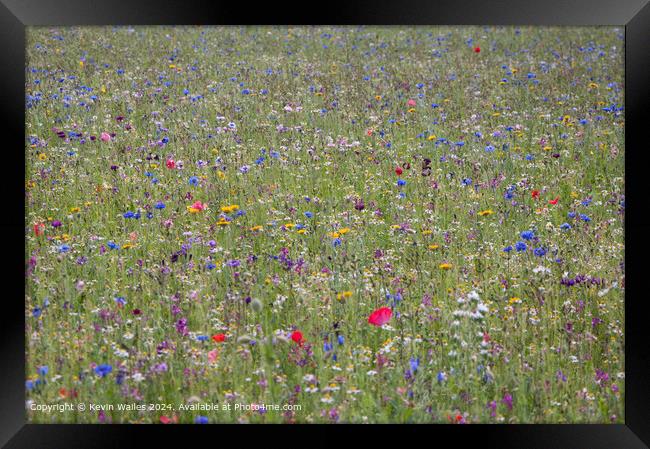 Wildflower Meadow  Framed Print by Kevin Wailes