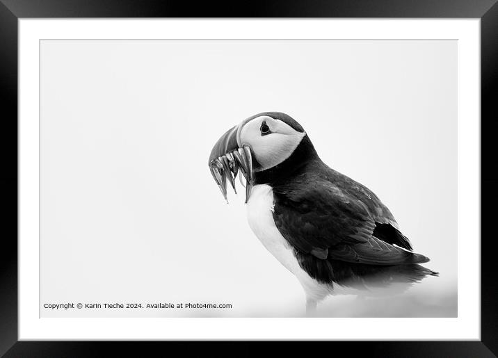Atlantic Puffin Portrait Scotland Framed Mounted Print by Karin Tieche