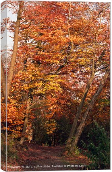 Autumn Splendour at Gravelly Hill  Canvas Print by Paul J. Collins