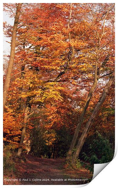 Autumn Splendour at Gravelly Hill  Print by Paul J. Collins