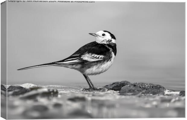 Pied Wagtail Monochrome Beauty Canvas Print by Tom McPherson