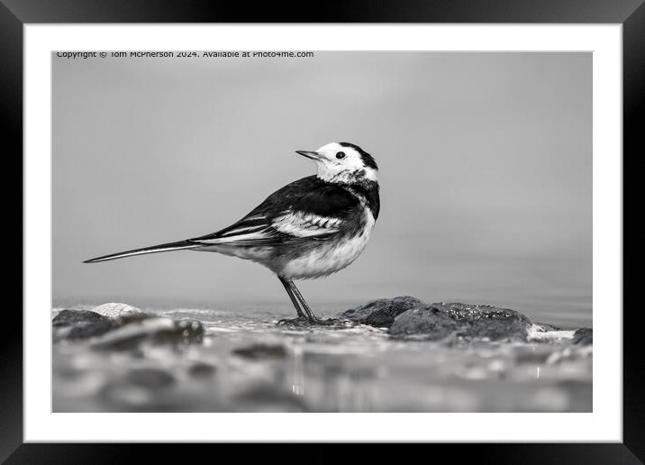 Pied Wagtail Monochrome Beauty Framed Mounted Print by Tom McPherson