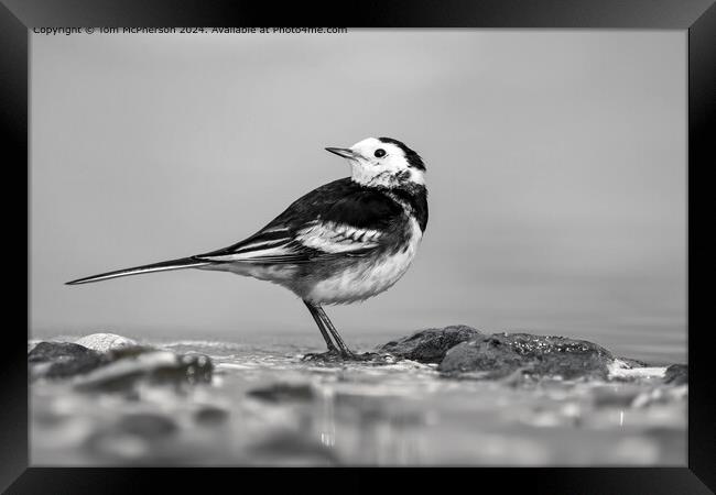 Pied Wagtail Monochrome Beauty Framed Print by Tom McPherson