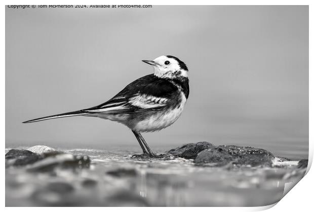 Pied Wagtail Monochrome Beauty Print by Tom McPherson