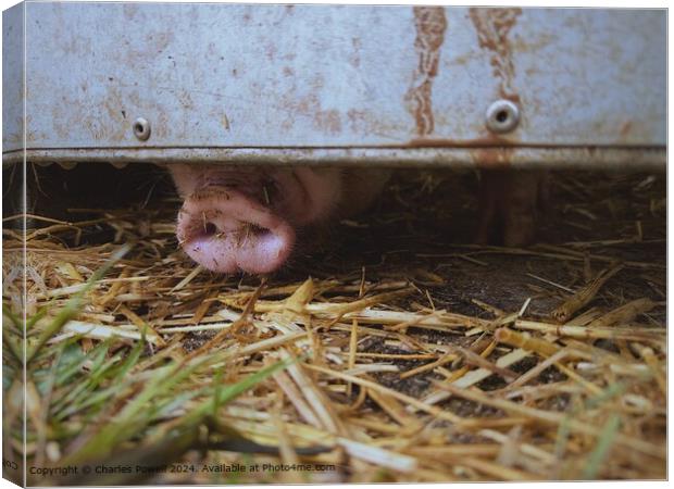 Sniffing Pig Nose Canvas Print by Charles Powell