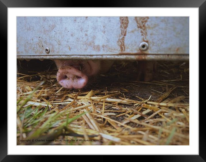 Sniffing Pig Nose Framed Mounted Print by Charles Powell