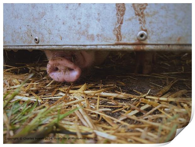 Sniffing Pig Nose Print by Charles Powell