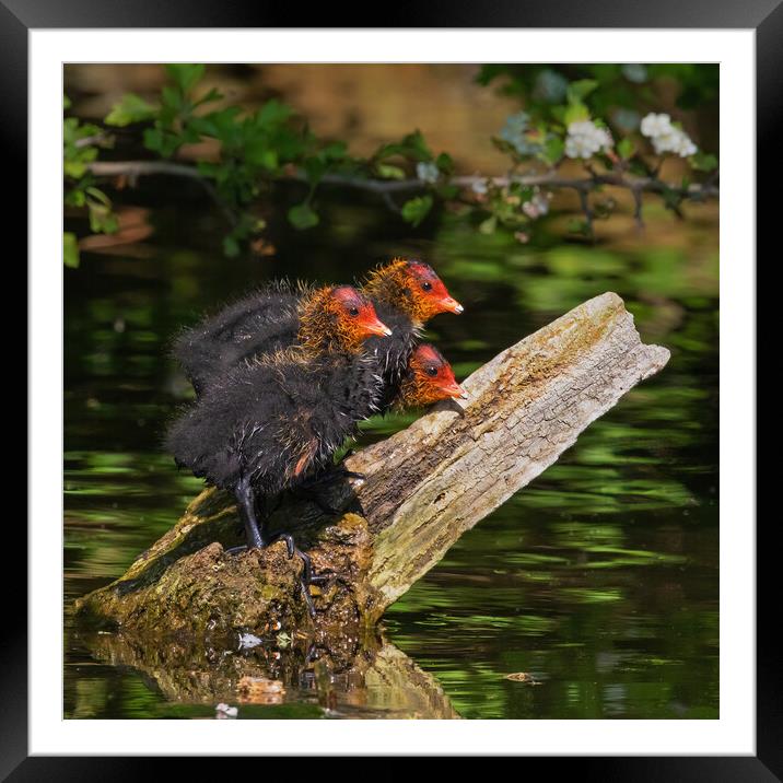 Three baby Coots wait patiently for food Framed Mounted Print by Ian Duffield