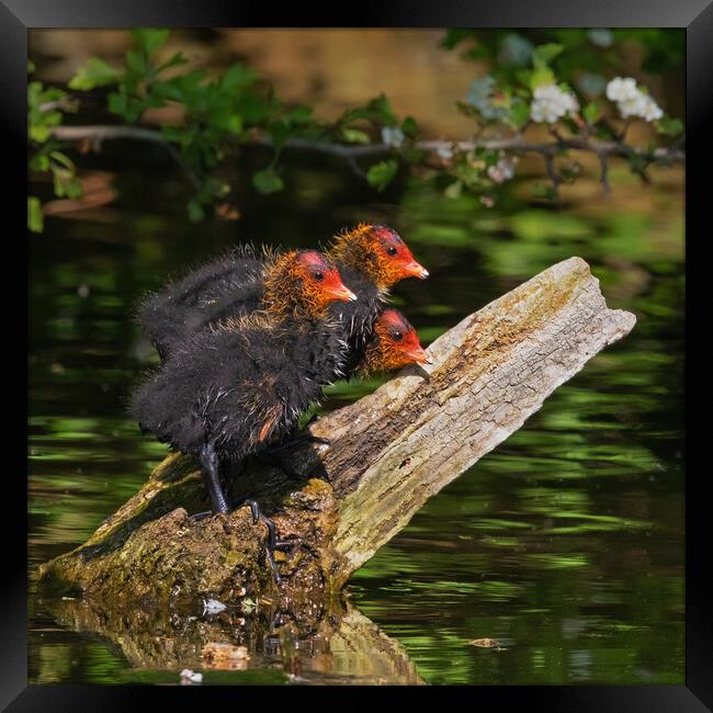 Three baby Coots wait patiently for food Framed Print by Ian Duffield