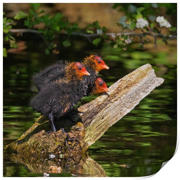 Three baby Coots wait patiently for food Print by Ian Duffield