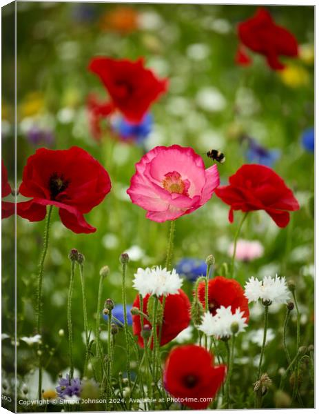 Poppies  and  Bee Meadow Cotswolds Canvas Print by Simon Johnson