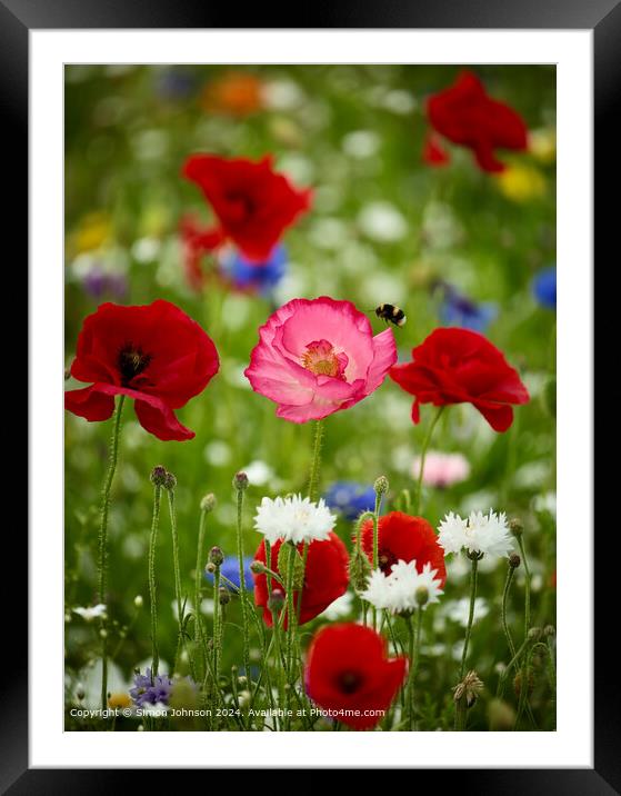 Poppies  and  Bee Meadow Cotswolds Framed Mounted Print by Simon Johnson
