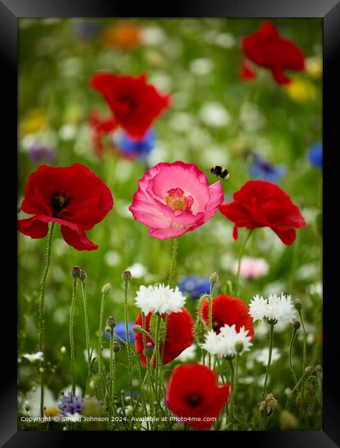 Poppies  and  Bee Meadow Cotswolds Framed Print by Simon Johnson