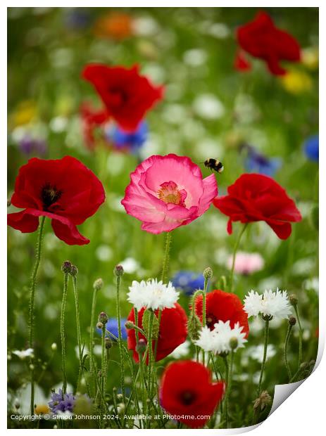 Poppies  and  Bee Meadow Cotswolds Print by Simon Johnson