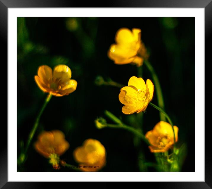 Lincolnshire Buttercups Flora Framed Mounted Print by Steven Shea