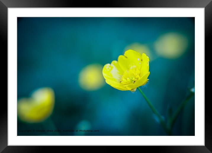 Buttercups Flora Sleaford Harmony Framed Mounted Print by Steven Shea