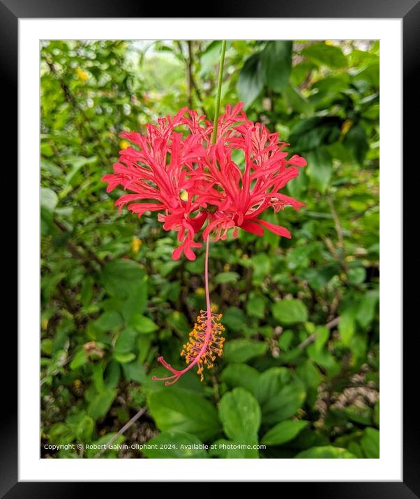 Spider Hibiscus flower  Framed Mounted Print by Robert Galvin-Oliphant