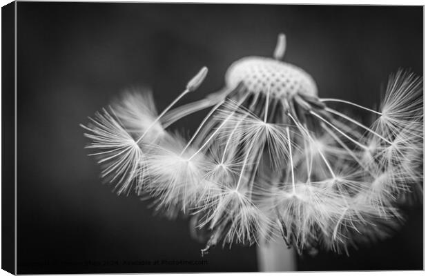 Dandelion Seeds Monochrome Canvas Print by Steven Shea