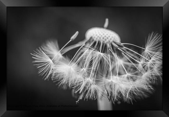 Dandelion Seeds Monochrome Framed Print by Steven Shea