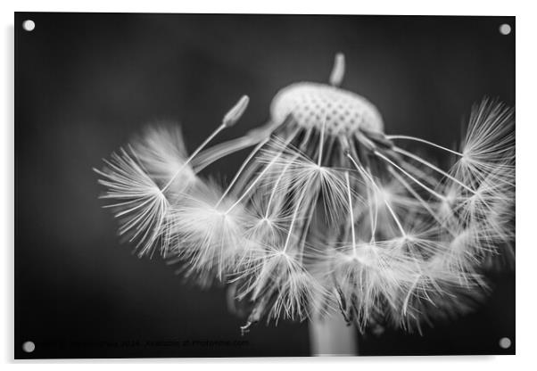 Dandelion Seeds Monochrome Acrylic by Steven Shea