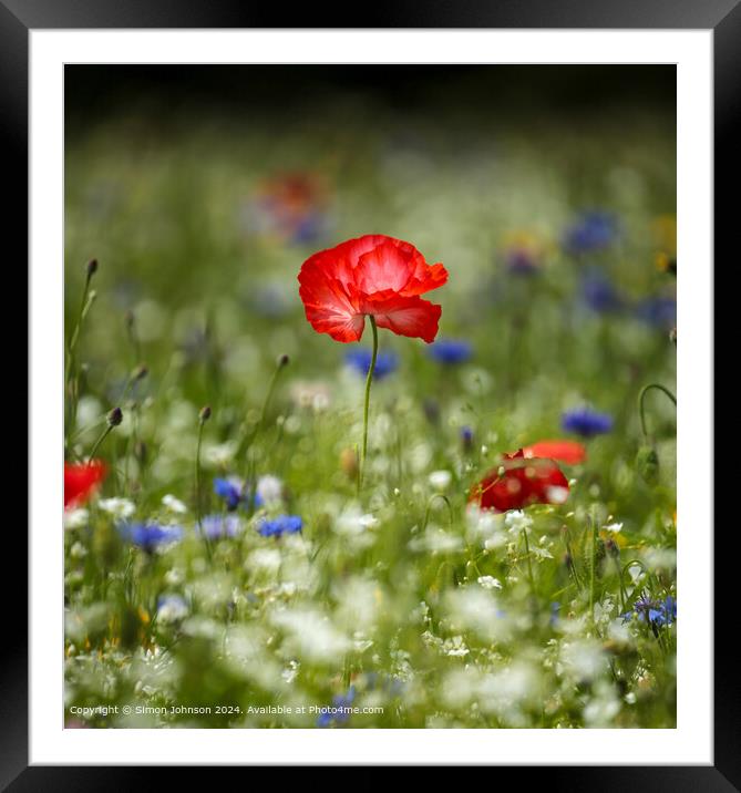 Wildflower Meadow Poppies Cornflowers Framed Mounted Print by Simon Johnson