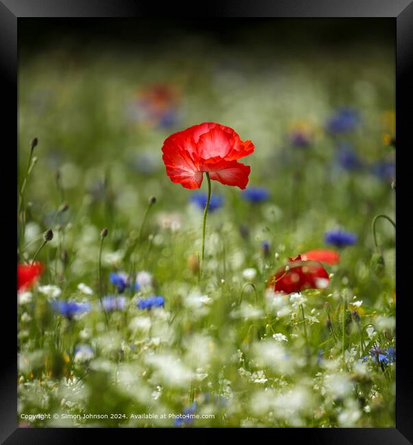 Wildflower Meadow Poppies Cornflowers Framed Print by Simon Johnson