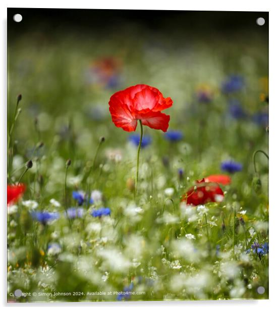 Wildflower Meadow Poppies Cornflowers Acrylic by Simon Johnson